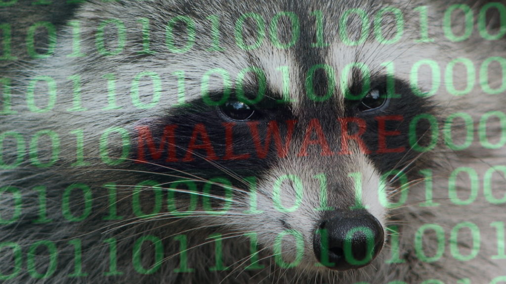 Malware Raccoon: Szop pracz infiltruje urządzenia i wykrada z nich dane